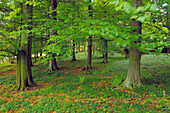 Beech forest in spring. Hainich National Park, Thueringen, Germany.
