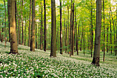 Ramson in spring forest. (Allium ursinum). Hainich National Park, Thueringen, Germany.
