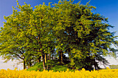 Trees in rape field, Rugen Island, Germany