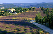 Lavender field and Country house , Provence Alpes Cote d Azur, Provence, France