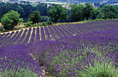 Lavender field, Plateau de Vaucluse, Sault, Provence, France