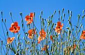 Poppies (Papaver dubium)