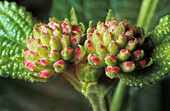 Detail of bud flowers of Common Lantana (Lantana camara)