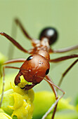 Ant (Cataglyphis velox) feeding on Euforbia