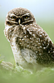 Burrowing Owl (Speotyto cunicularia). Uruguay