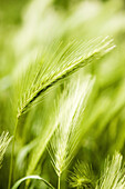 Wheat growing in field, close-up