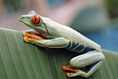 Gaudy Leaf Frog (Agalychnis callidryas). Costa rica.