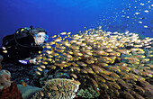 A diver lights a school of pygmy sweeper, Parapriacanthus sp, off the coast of Kubu, Bali, Indonesia, indian Ocean.