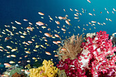A reef scenic with soft corals crinoids gargonians and a school of yellow and orange-pink Anthias, Pseudanthias sp., Raja Ampat, Indonesia, Indo-Pacific Ocean
