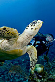 A woman diver swimming along side a hawksbill sea turtle, Eretmochelys imbricata, off Ambergris Caye, Belize, Caribbean Sea.