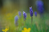 Grape Hyacinth (Muscari botryoides)