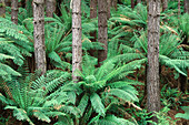 Rainforest. Otway Ranges. Victoria. Australia