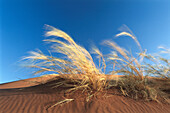 Namib-Naukluft Park. Namibia