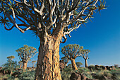 Quiver tree (Aloe dichotoma). Namibia