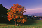Cherry tree. Tirol. Italy