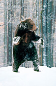 Brown Bear (Ursus arctos)