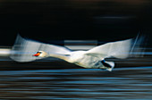 Mute Swan (Cygnus olor). Germany