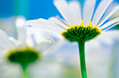 Daisies (Leucanthemum vulgare)