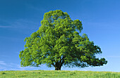 Linden tree. Bavaria. Germany