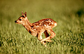 Roe deer fawn (Capreolus capreolus). Bavaria. Germany