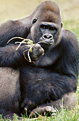 Lowland Gorilla (Gorilla gorilla gorilla)
