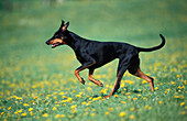 Doberman