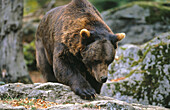 Brown Bear (Ursus Arctos)