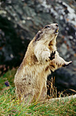 Alpine Marmot (Marmota marmota). Austria