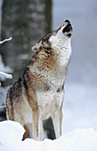 Wolf (Canis lupus). Bayerischer Wald National Park. Germany.