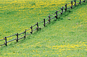 Fence in spring. Baden-Württemberg, Germany