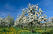 Apple trees near Rhine valley. Baden-Württemberg, Germany