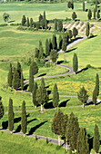 Twinsting road lined with cypress trees. Montepulciano. Siena province. Tuscany. Italy.