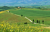 Way with cypress trees near Pienza. Val d Orcia. Siena province. Tuscany. Italy.