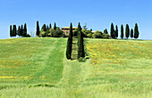 House with cypress trees. Val d Orcia. Siena province. Tuscany. Italy.