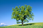 Oak tree in meadow (Quercus sp.). Werdenfelser Land. Upper Bavaria. Germany.