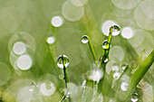Dew drops on grass, close up.