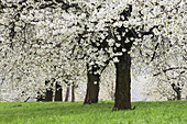 Cherry Tree (Prunus sp.) blossoming. Germany, Bavaria.
