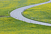 Rural road through meadow in spring. Allgäu (Allgaeu / Allgau), Bavaria, Germany, Europe