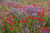 Colourful meadow with Common Poppy (Papaver rhoeas). Bavaria, Germany, Europe.