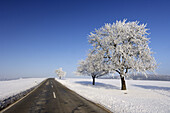 Small Road with trees at hoar-frost. Bavaria, Germany, Europe.