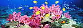  Farbe, Fisch, Fische, Grund, Gruppe, Gruppen, Horizontal, Meer, Meeresgrund, Natur, Panorama, Panoramaaufnahme, Rundblick, Rundblicke, Tier, Tiere, Unterwasser, Unterwasserwelt, Wasser, Zoologie, K06-223111, agefotostock 