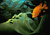 Garibaldi (Hypsypops rubicundus), kelp forest. California. USA