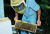 Bee keeper examining hive. Tennessee, USA