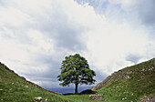 Hadrian s Wall. Northumberland. England