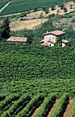 Vineyards. Chianti region. Tuscany, Italy