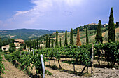Vineyards in Chianti region. Tuscany, Italy