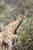 Southern Giraffe (Giraffa camelopardalis). Mala Mala game reserve. South Africa.