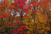 Autumn colors. New England. USA