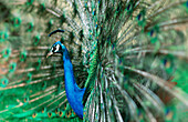 Side view peacock (Pavo cristatus) with tail spread