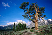 Patriarch Tree below the Teton Range (morning, june). Grand Teton NP. Wyoming. USA